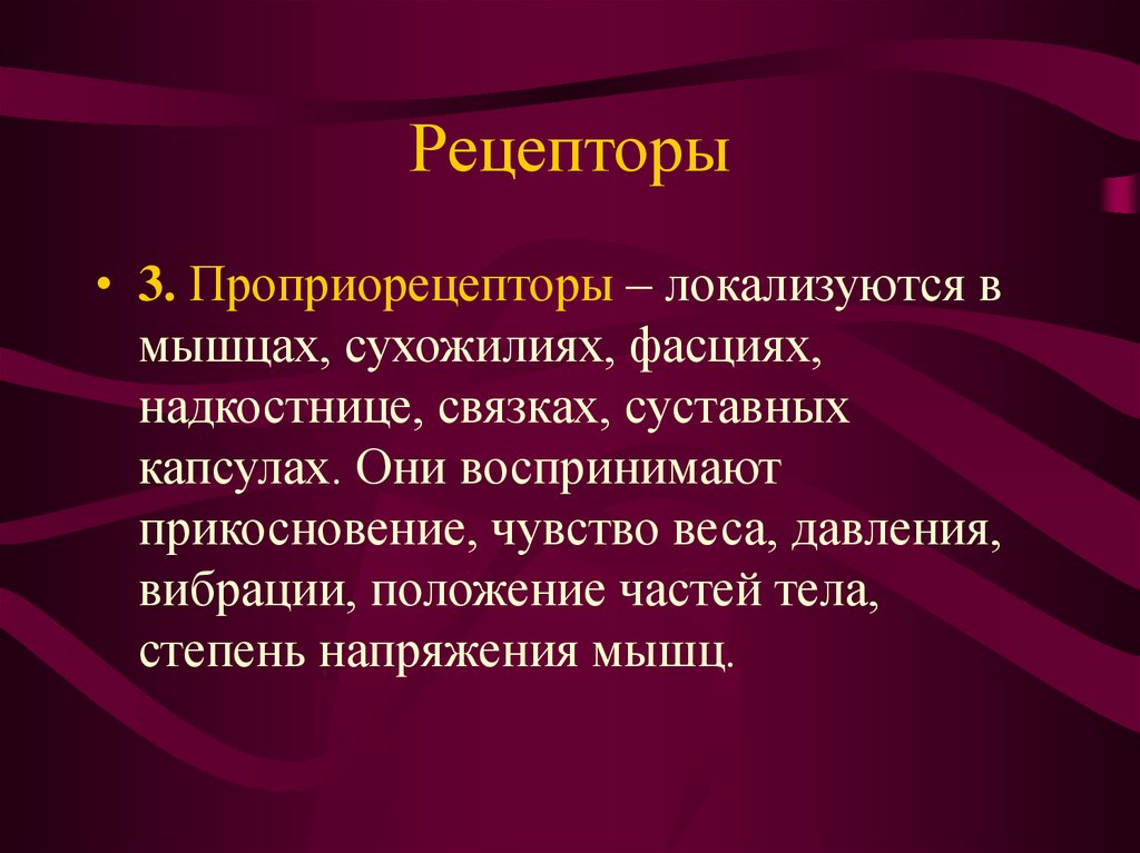 В 3 рецепторы. Проприорецепторы. Проприорецепторы это рецепторы. Локализация проприорецепторов. Проприорецепторы функции.