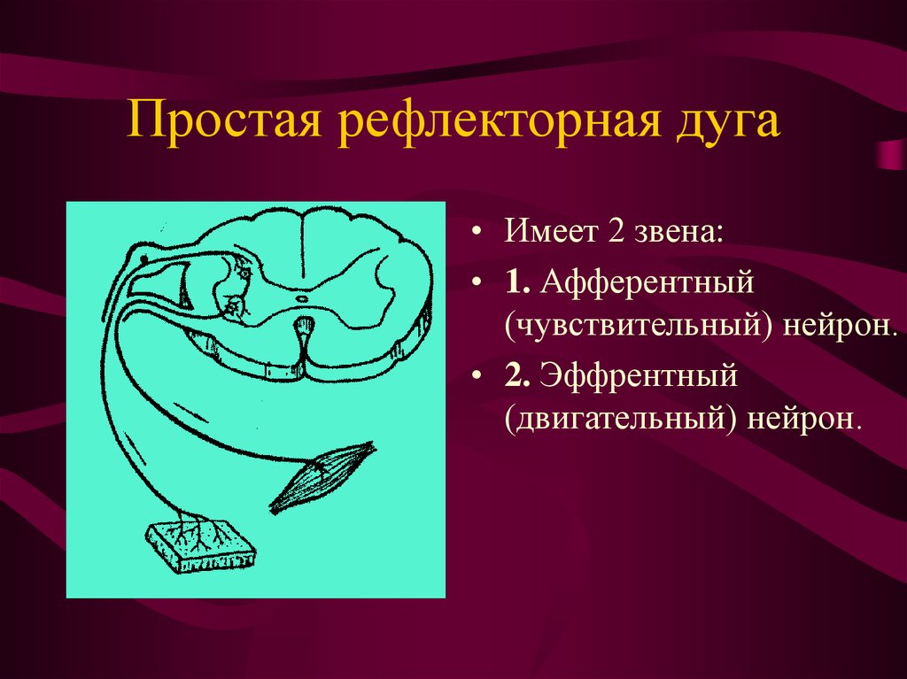 Простая рефлекторная дуга схема