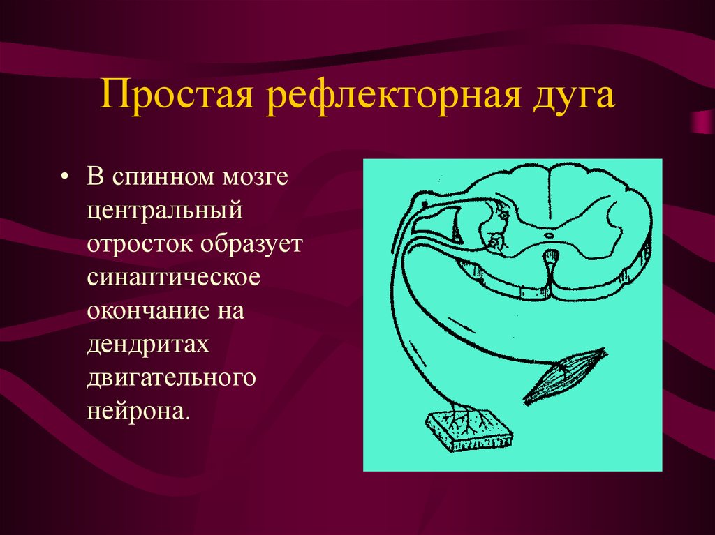 Простая рефлекторная дуга. Центральный отросток рефлекторной дуги. Центральный двигательный Нейрон. Соматическая и вегетативная дуга.