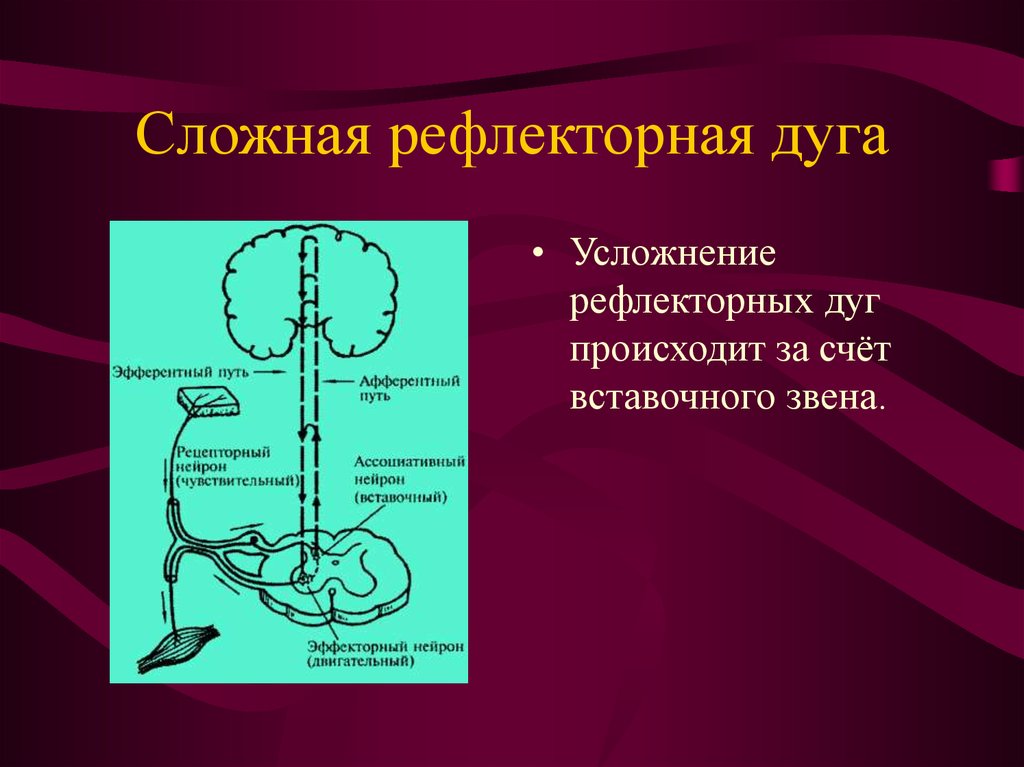 Схема простой и сложной рефлекторной дуги