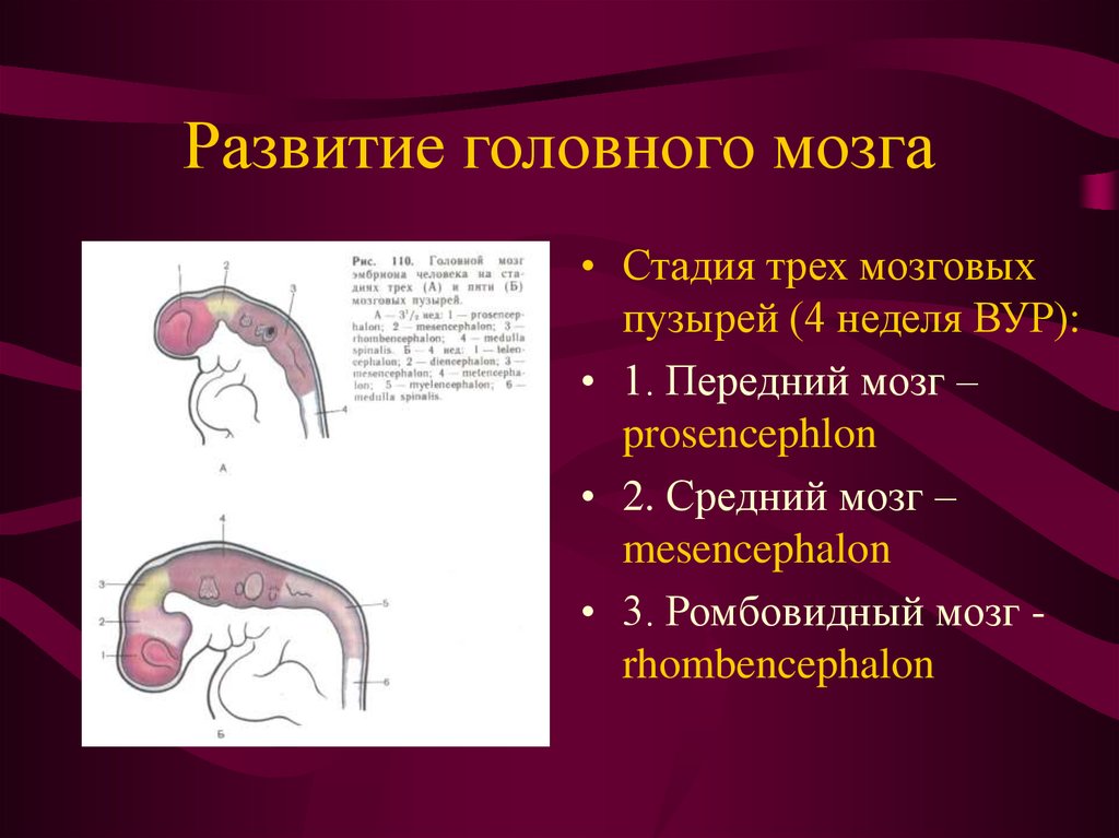 Возникновение мозга. Развитие головного мозга. Формирование мозговых пузырей. Стадия трех мозговых пузырей. Этапы развития головного мозга.