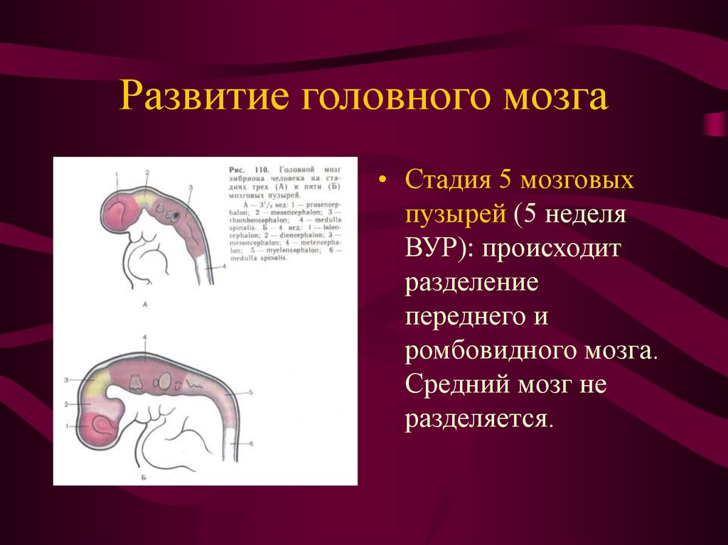 Стадия пяти мозговых пузырей. Развитие головного мозга. Стадия 5 мозговых пузырей. Стадия трек мозговых пузырей. Стадия трех мозговых пузырей.