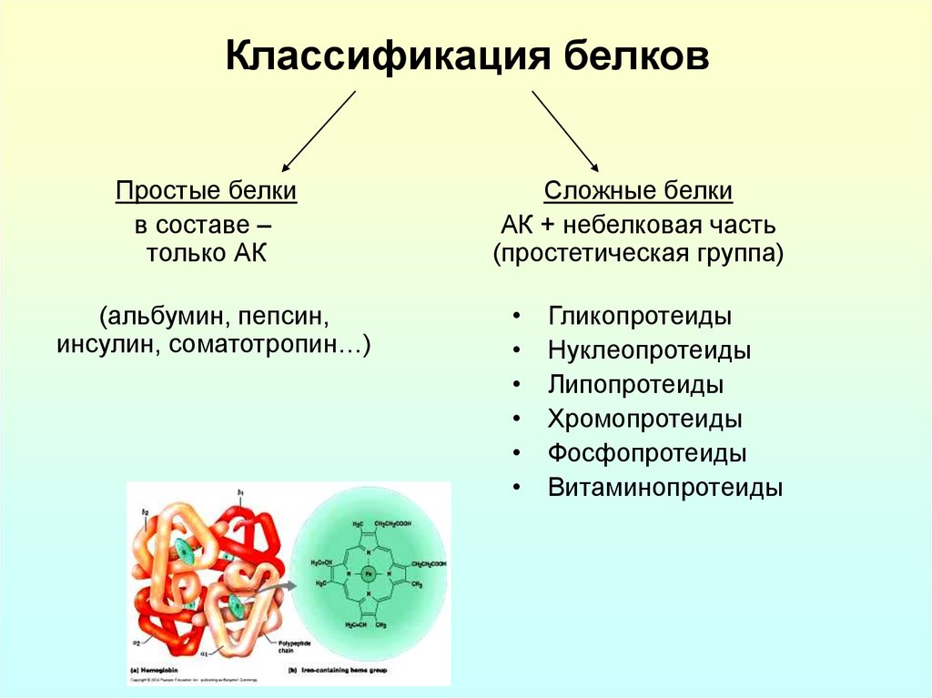 Биологическая роль белков презентация