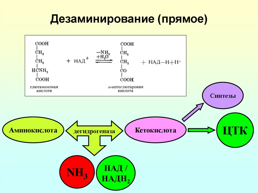 При гидролитическом дезаминировании альфа аминокислот образуется. Дезаминирование. Прямое дезаминирование. Реакция дезаминирования аминокислот. Прямое дезаминирование аминокислот.