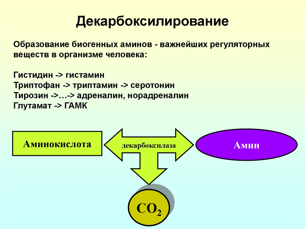 Обмен белков в организме