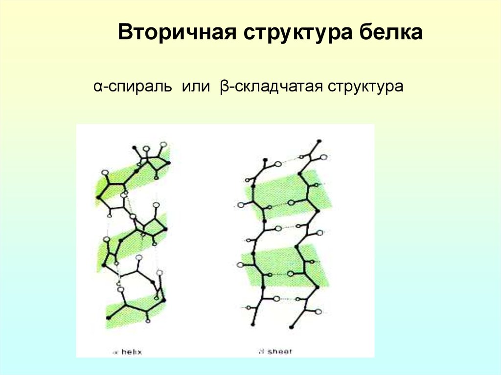 2 структура белка