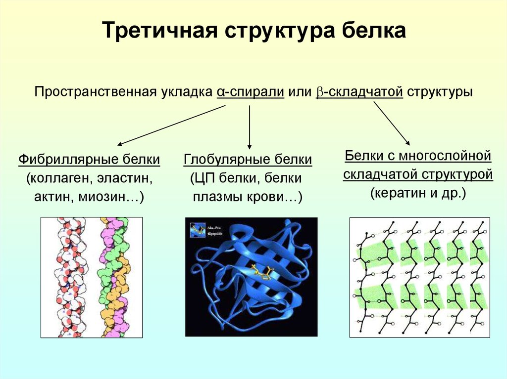 Строение белков структуры белка. Структура белка фибриллярные белки. Фибриллярные белки третичная структура. Фибриллярные белки эластин структура. Третичная глобулярная структура белка.