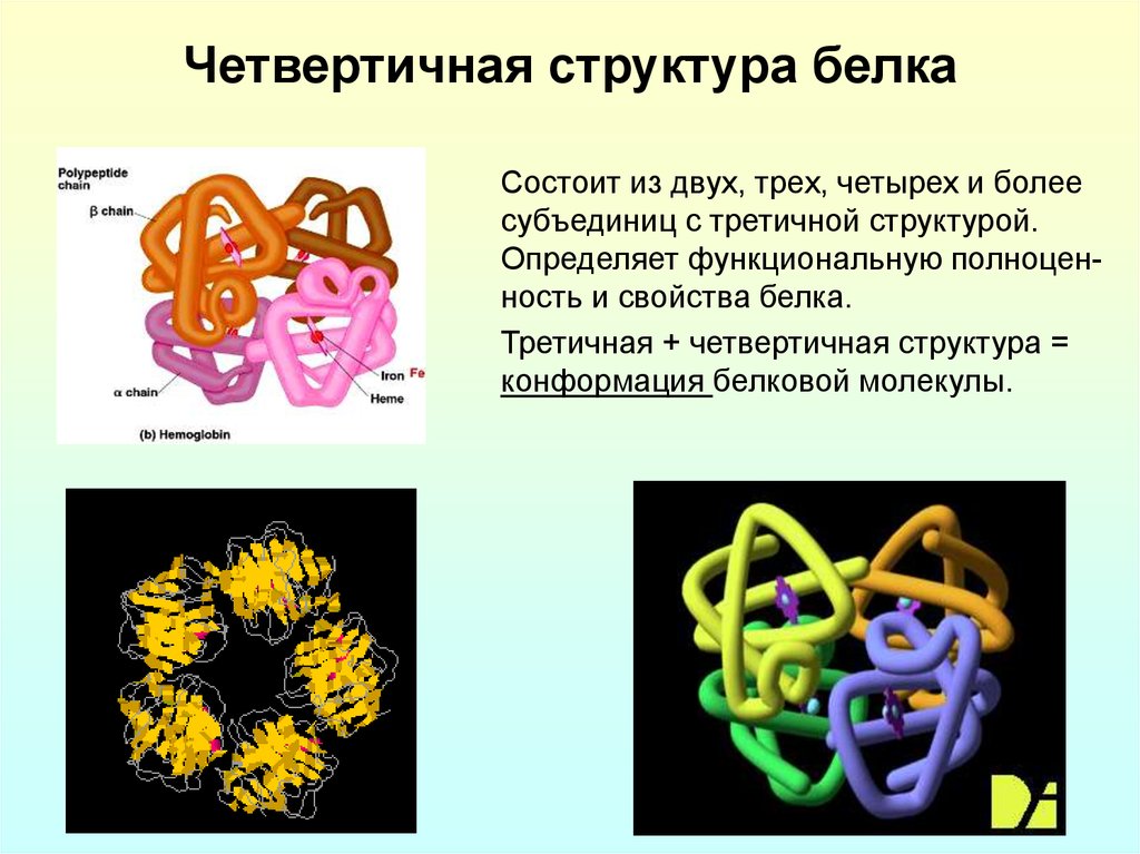 3 структура белков. Четвертичная структура белковой молекулы. Четвертичная структура молекулы белка. Строение белковой молекулы четвертичная структуры белка. Четвертичная структура белка характеристика белковых молекул.