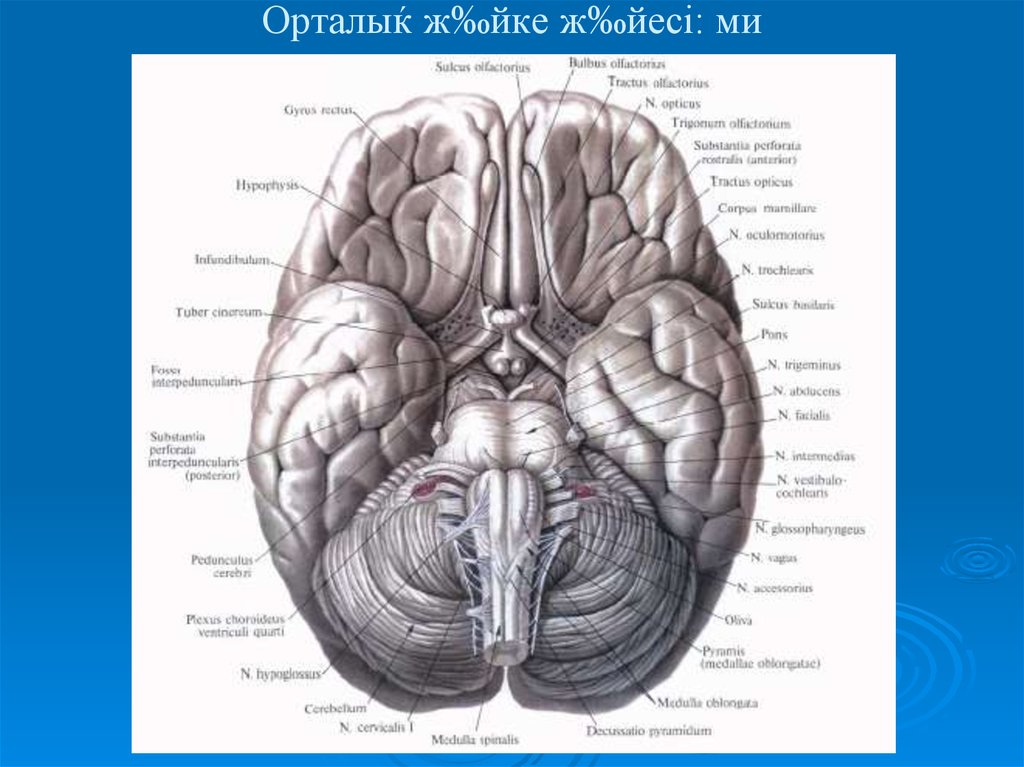 Место выхода нерва из мозга. Черепные нервы на основании головного мозга. 12 Пар черепных нервов место выхода на основании мозга. Основание головного мозга и места выхода Корешков черепных нервов. Основание головного мозга анатомия.