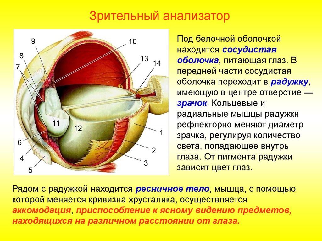 Что такое зрительный анализатор. Зрительный анализатор строение анатомия. Части анализатора глаза. Анализаторы зрительный анализатор строение. Анализаторы глаза глаз строение глаза.