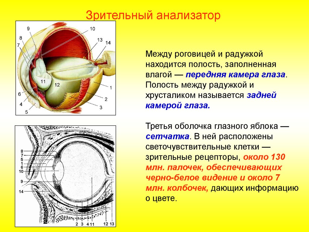 Где в органе зрения находится желтое. Строение зрительного анализатора глазное яблоко. Строение зрительного анализатора Рецептор. Зрительный анализатор строение и функции глаза. Анализаторы зрительный анализатор строение.