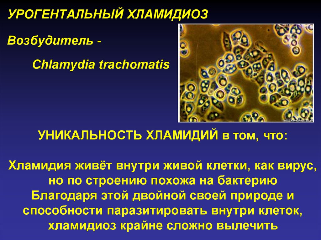 Особенности хламидий. Урогенитальный хламидиоз возбудитель. Инфекция хламидия трахоматис.