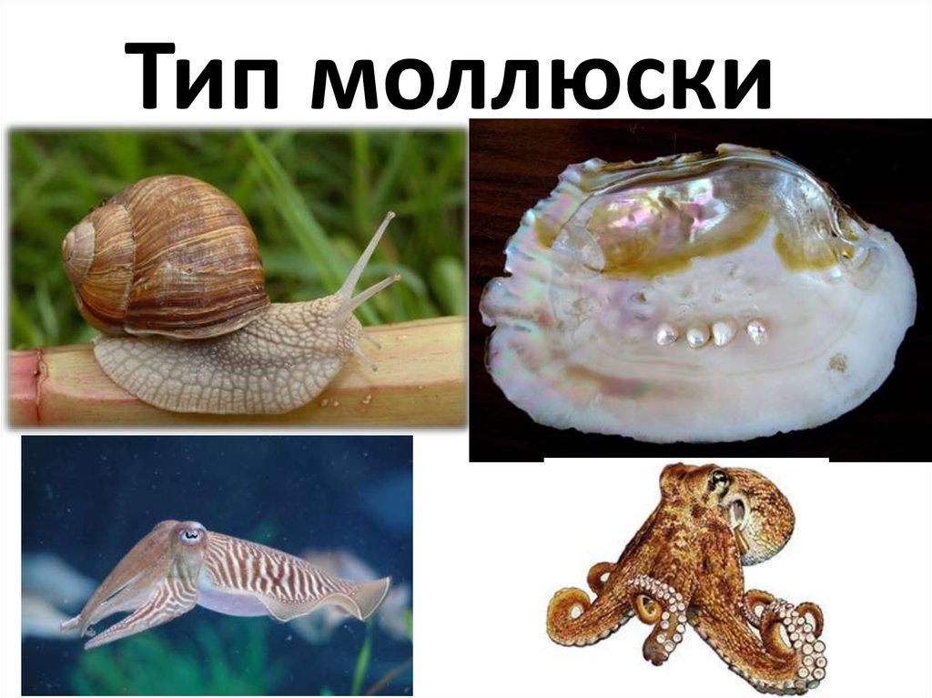 Животные относящиеся к типу моллюски примеры. Тип моллюски. Моллюски примеры. Тип моллюски презентация. Тип моллюски представители.