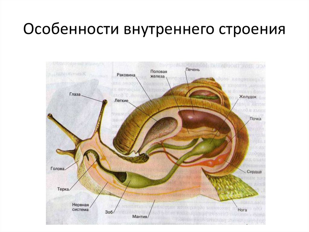 Тип моллюски схема