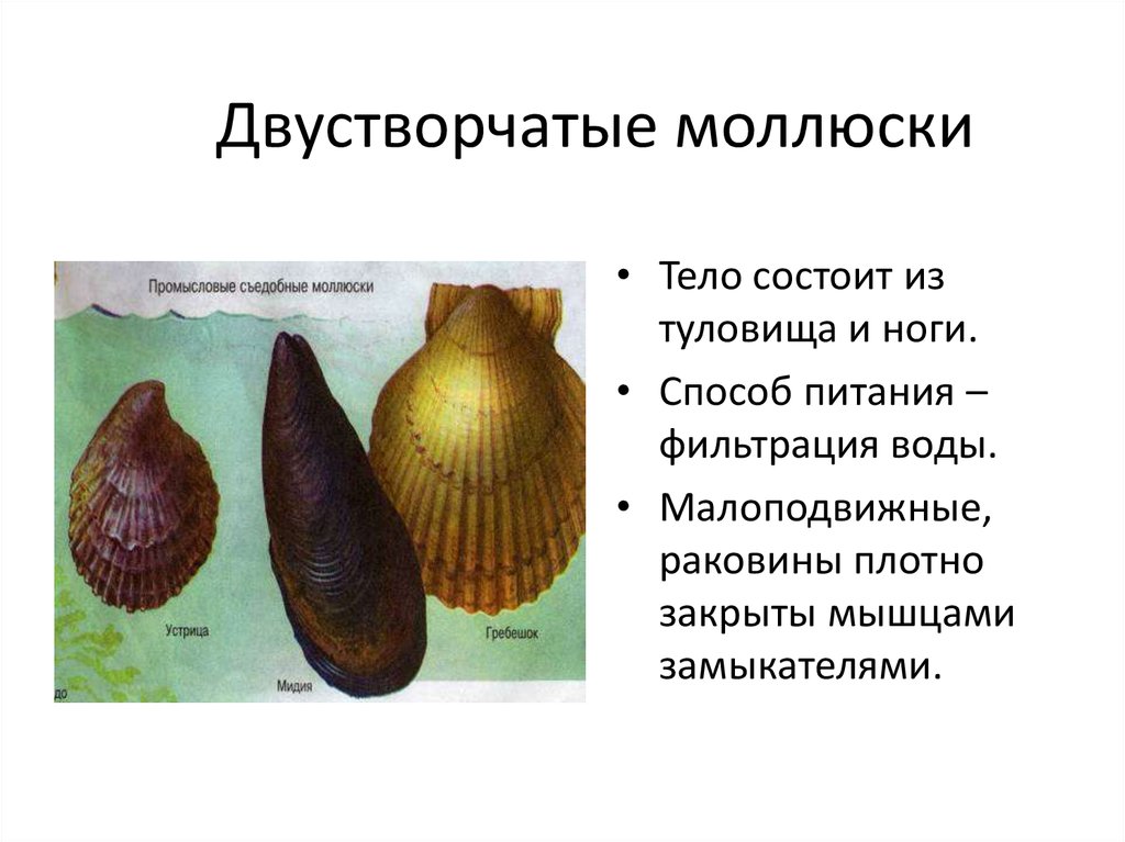 Какие признаки характерны для типа моллюсков