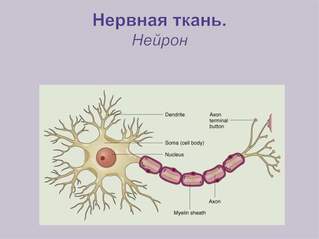 Нейрон рисунок биология