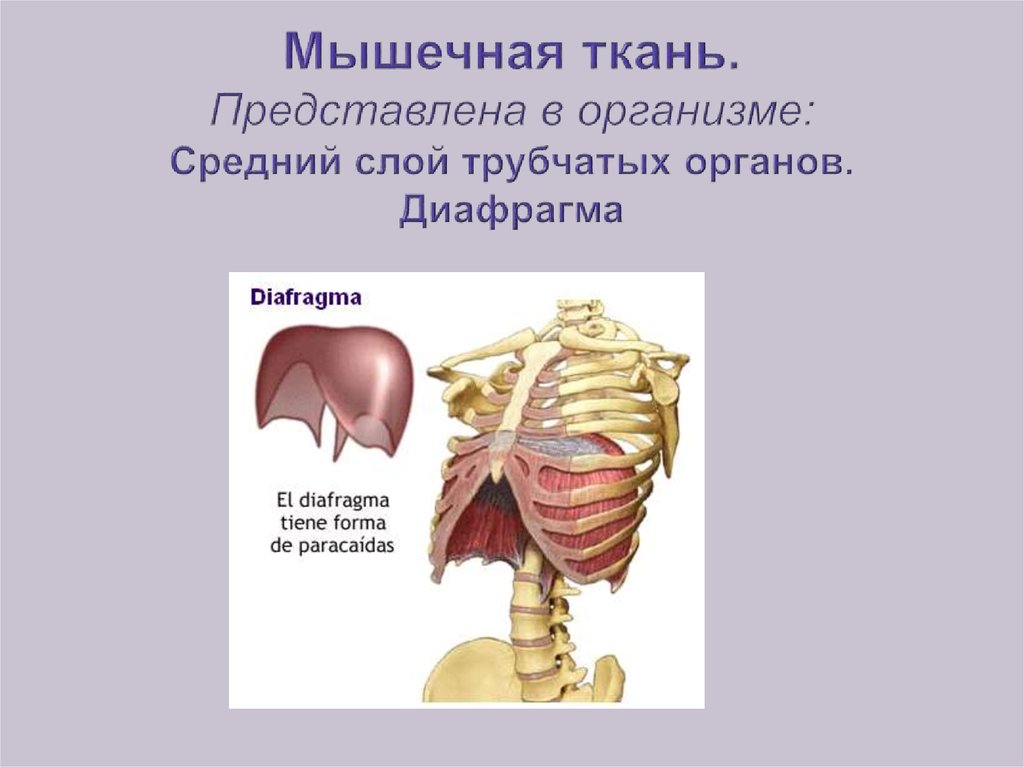 Парные трубчатые органы