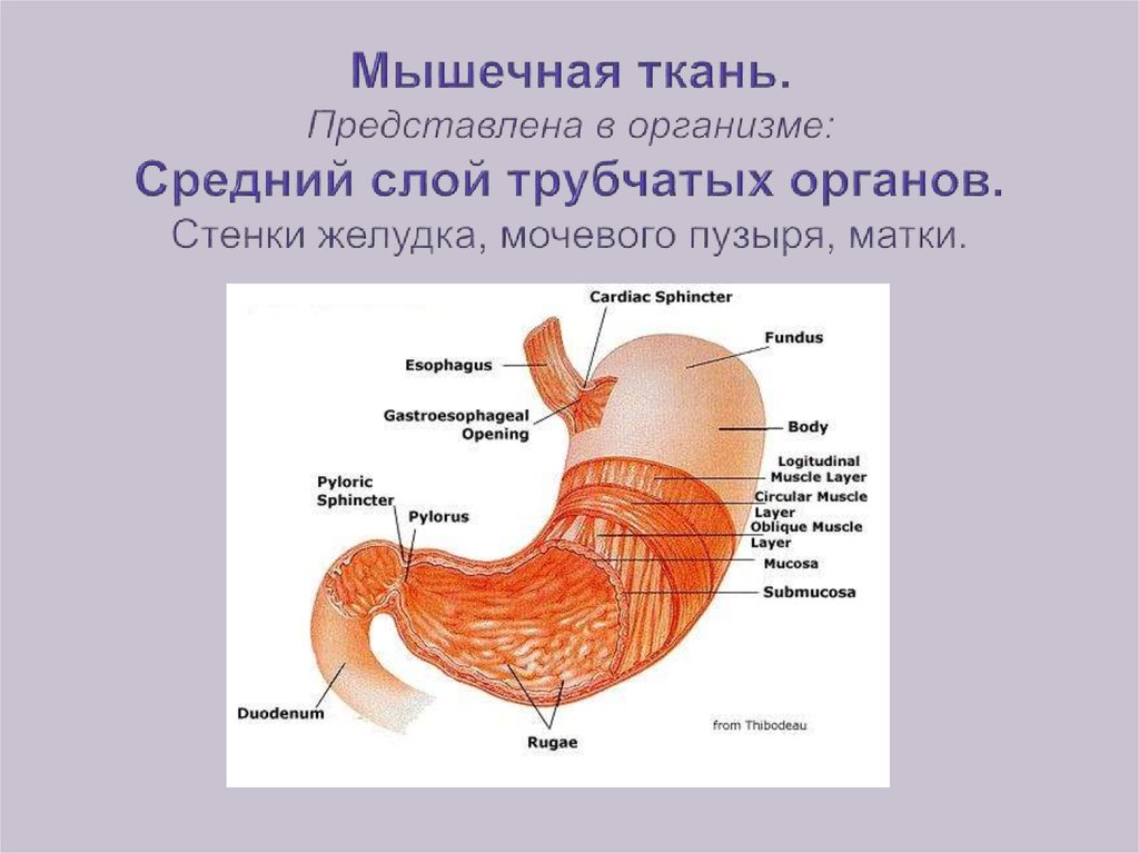 В какой состав органов входит желудок. Строение стенки трубчатых органов желудка. Строение мышечной ткани желудка. Слои мышечной ткани желудка. Строение стенки желудка рисунок.