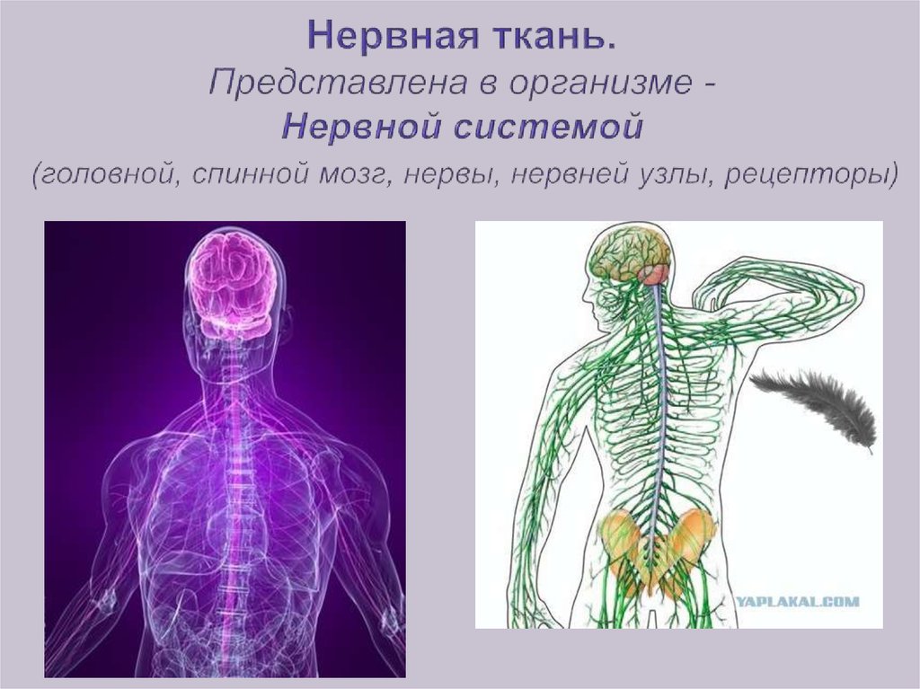 Органы нервной ткани. Ткани нервной системы человека. Нервная ткань в организме. Расположение нервной ткани в организме человека. Органы нервной ткани человека.