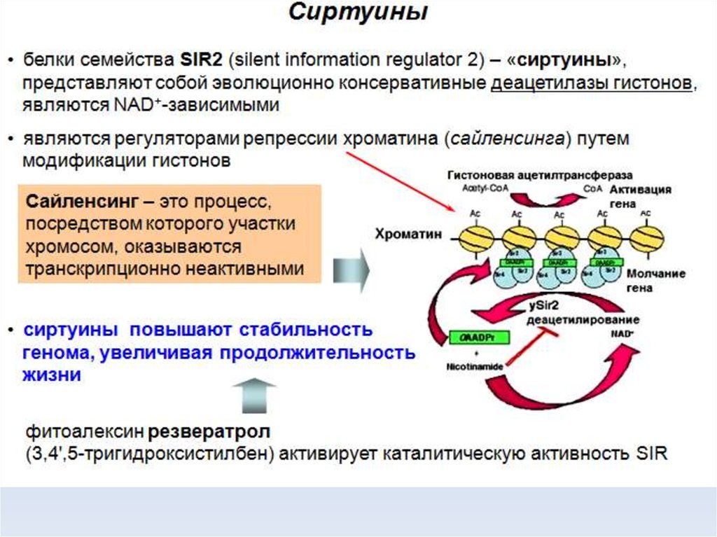 Ген содержащие белка. Сиртуины. Белки сиртуины. Ген сиртуин. Сиртуин 6.