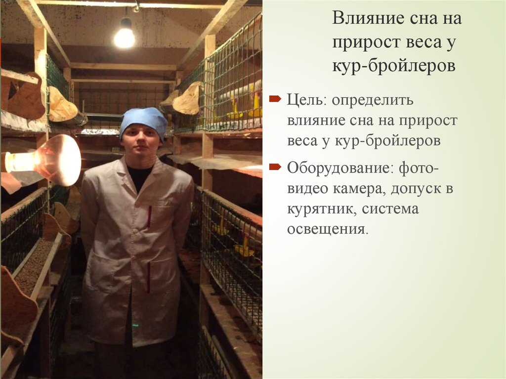 Влияние сна на прирост веса у кур-бройлеров