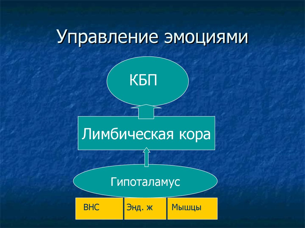 Физиология мотиваций и эмоций презентация