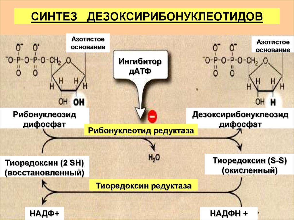 Для чего нужен синтез. Схема синтеза дезоксирибонуклеотидов. Биосинтез дезоксирибонуклеотидов биохимия. Углеводный компонент дезоксирибонуклеотидов. Механизм образования дезоксирибонуклеотидов.