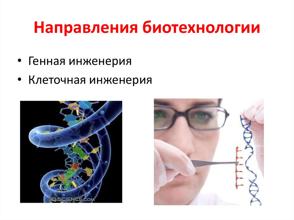 Направления биотехнологии презентация