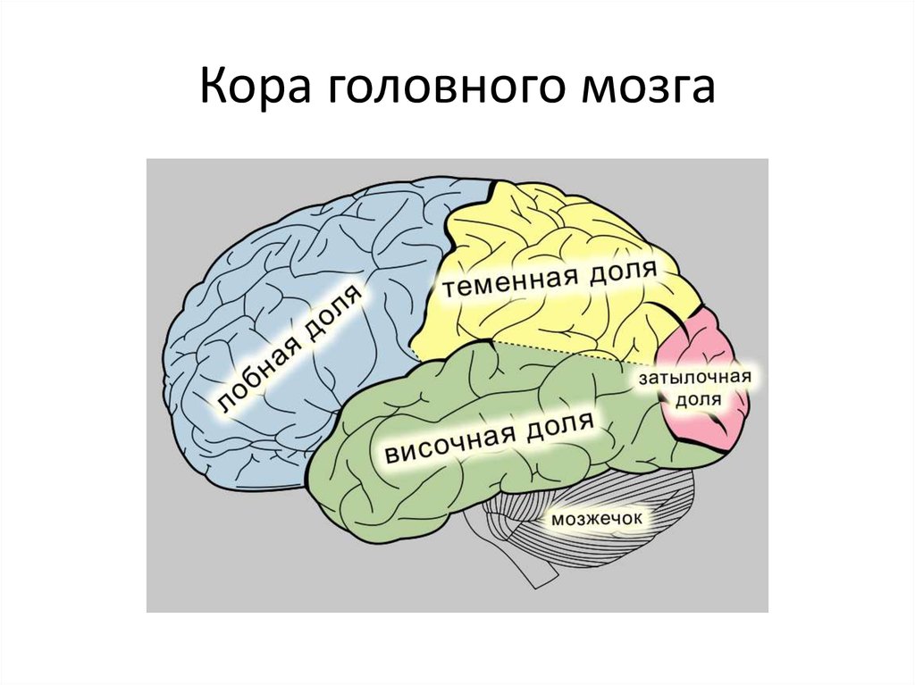 Отделы мозга имеющие кору. Основные доли головного мозга. Доле коры головного мозга.