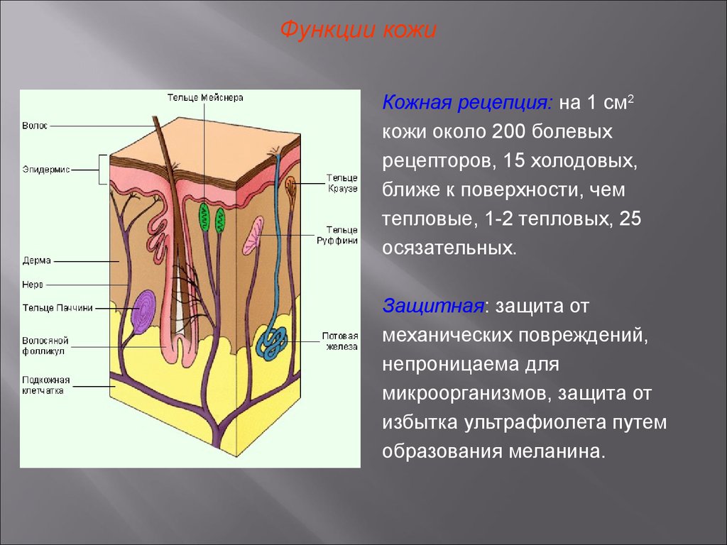 Презентация по теме строение и функции кожи