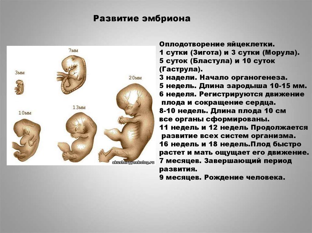 Развитие организма после рождения. Стадии развития эмбриона. Развитие эмбриона и плода. Этапы развития эмбриона и плода.