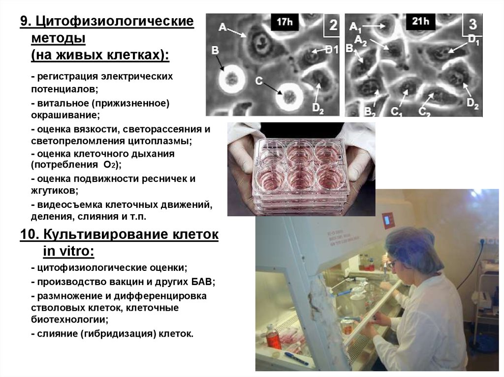 Изучение методов клеточной биологии. Метод прижизненной окраски клеток. Методы окрашивание клеток. Прижизненное окрашивание клеток нейтральным красным. Прижизненное окрашивание микроорганизмов.