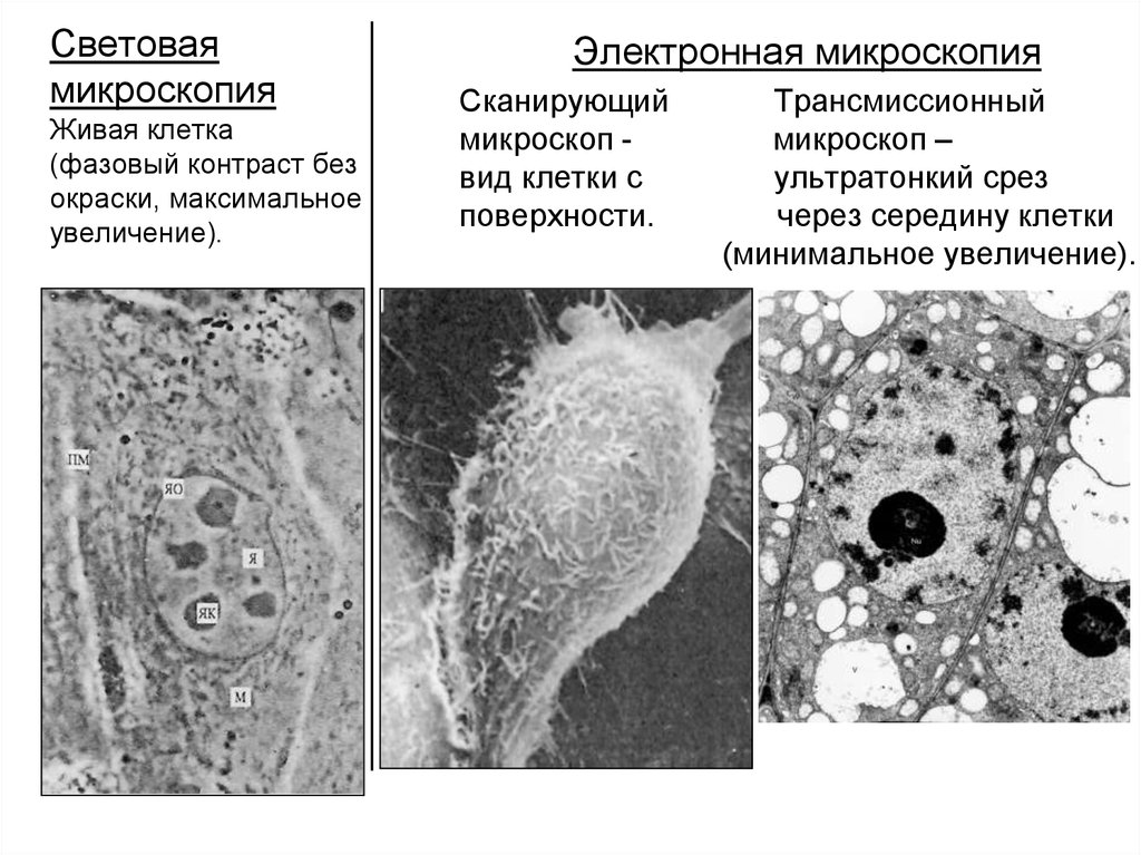 Световая микроскопия