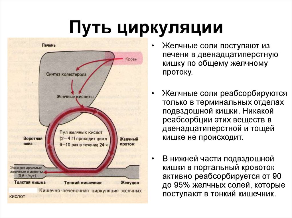 Схема энтерогепатической циркуляции желчных кислот биохимия