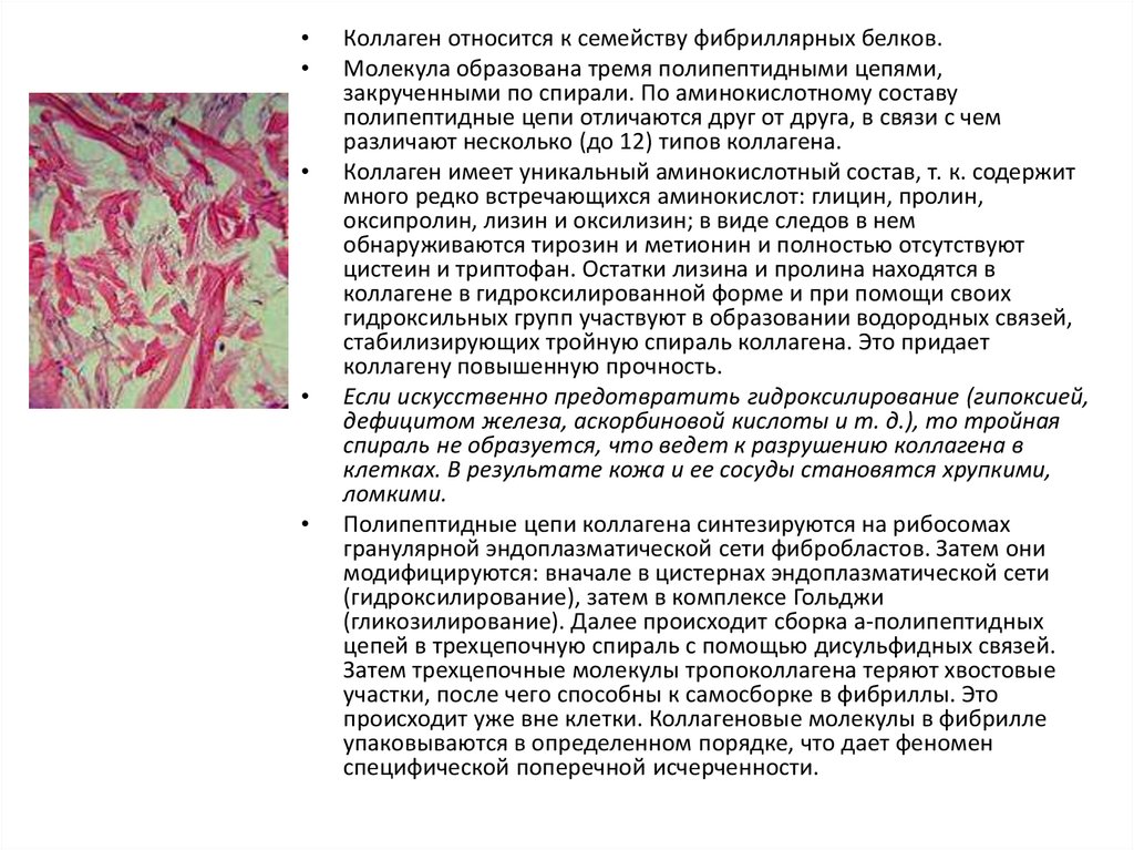 Коллаген 1 и 3 типа что это. Спираль коллагена. Самосборка коллагеновых фибрилл. Коллаген что относится к группе. Синтез белка в гранулярной эндоплазматической сети.
