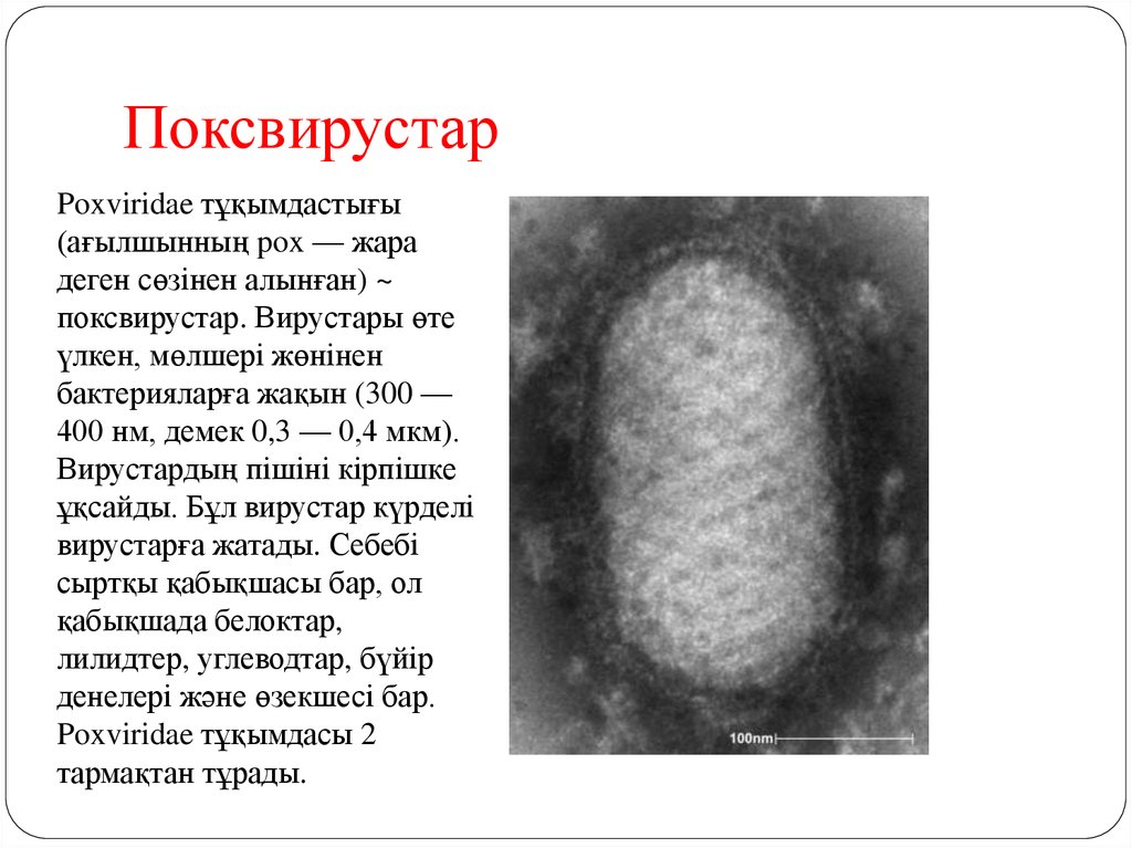 Поксвирусы микробиология презентация