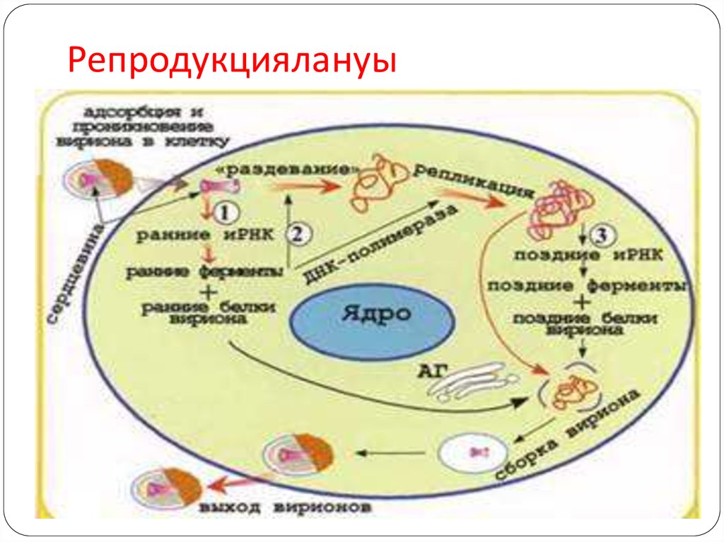 Репродукциялануы