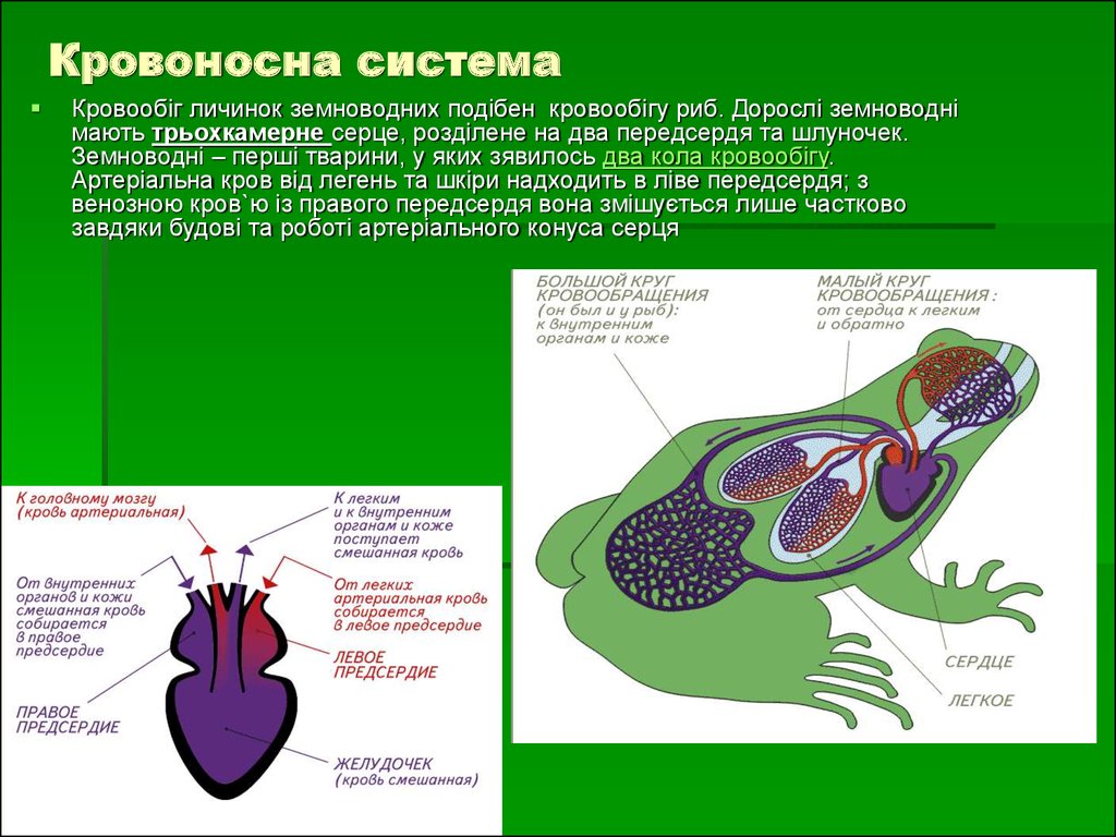 Сколько кровообращения у лягушек. Земноводные имеют трехкамерное сердце. Кровеносная система личинки лягушки. Кровеносная система личинок земноводных. Два круга кровообращения у земноводных.