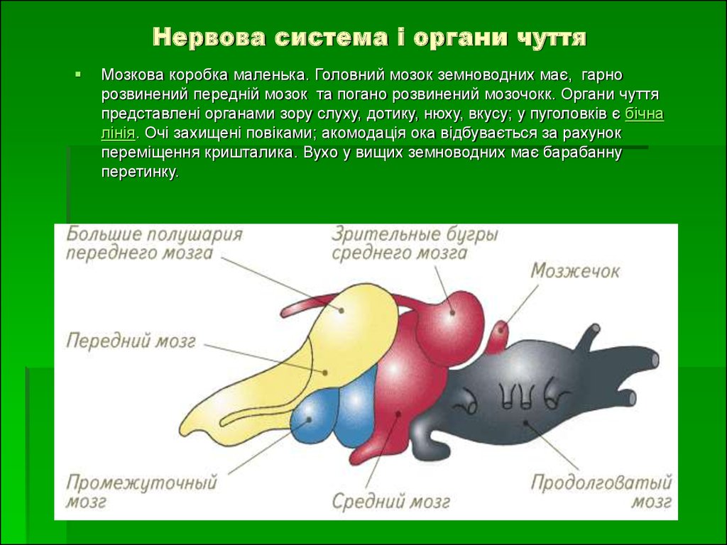 Развитие мозжечка у земноводных. Нервная система земноводных амфибий. Отделы мозга амфибий. Головной мозг земноводных. Нервная система и органы чувств.