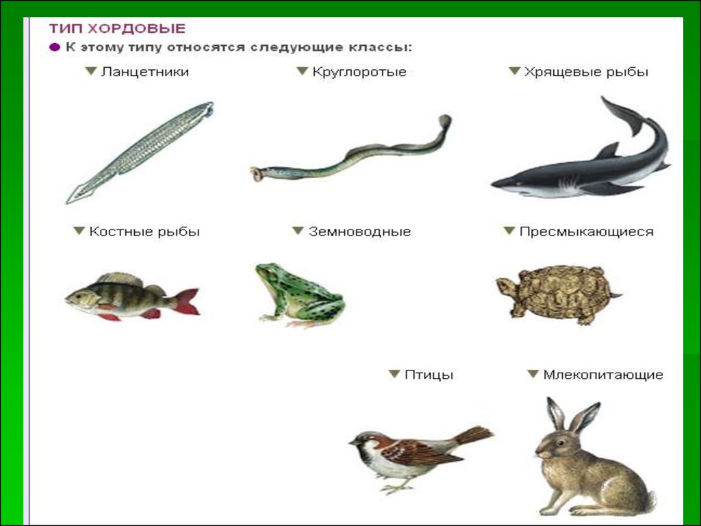 Какие классы относятся к типу хордовые. Биология Тип Хордовые земноводные. Тип Хордовые классы. Хордовые класс земноводные. Хордовые рыбы земноводные пресмыкающиеся.
