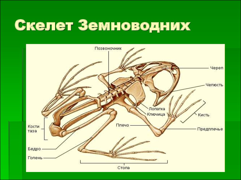 Строение конечностей земноводных