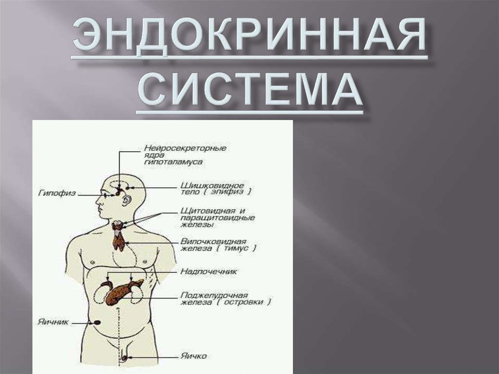 Рисунок эндокринной системы человека. Эндокринная система. Органы эндокринной системы. Эндокринная система человека анатомия. Эндокринная система презентация.