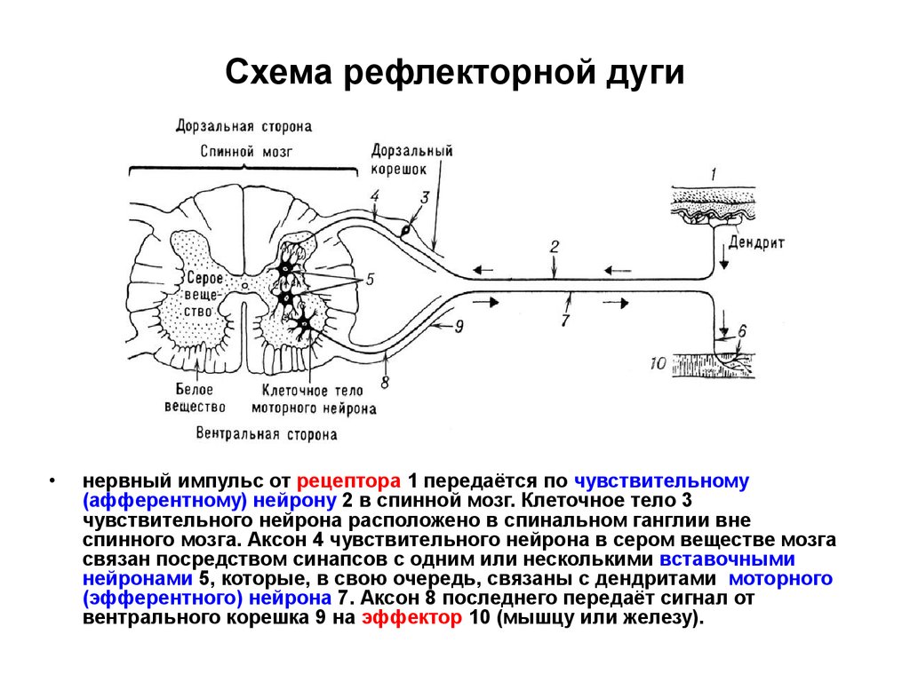 Путь рефлекторного импульса. Схема передачи нервного импульса в рефлекторной дуге. Рефлекторная дуга аксоны и дендриты. Схема сложной рефлекторной дуги спинного мозга. Двигательный рефлекс схема.