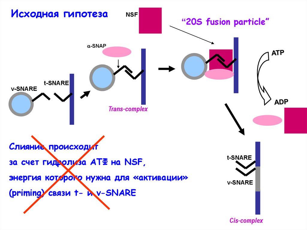 Исходные предположения. Везикулярный транспорт. Комплекс Snare (Snap receptor),. Snare физиология. Слияние мембран клеток.