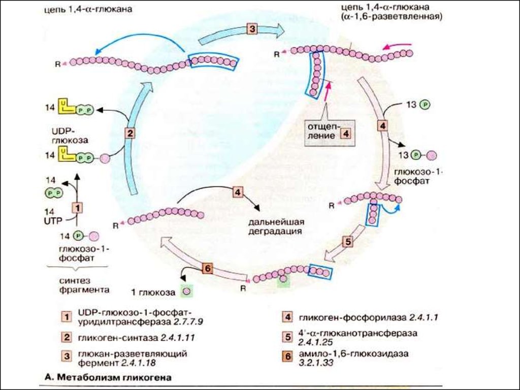 Углеводы метаболизма процессы. Схема метаболизма углеводов. Схема метаболизма углеводов биохимия. Метаболизм галактозы биохимия схема. Схема метаболизма этанола в печени биохимия.