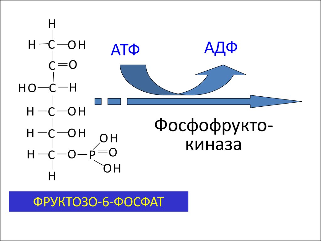 Печень атф