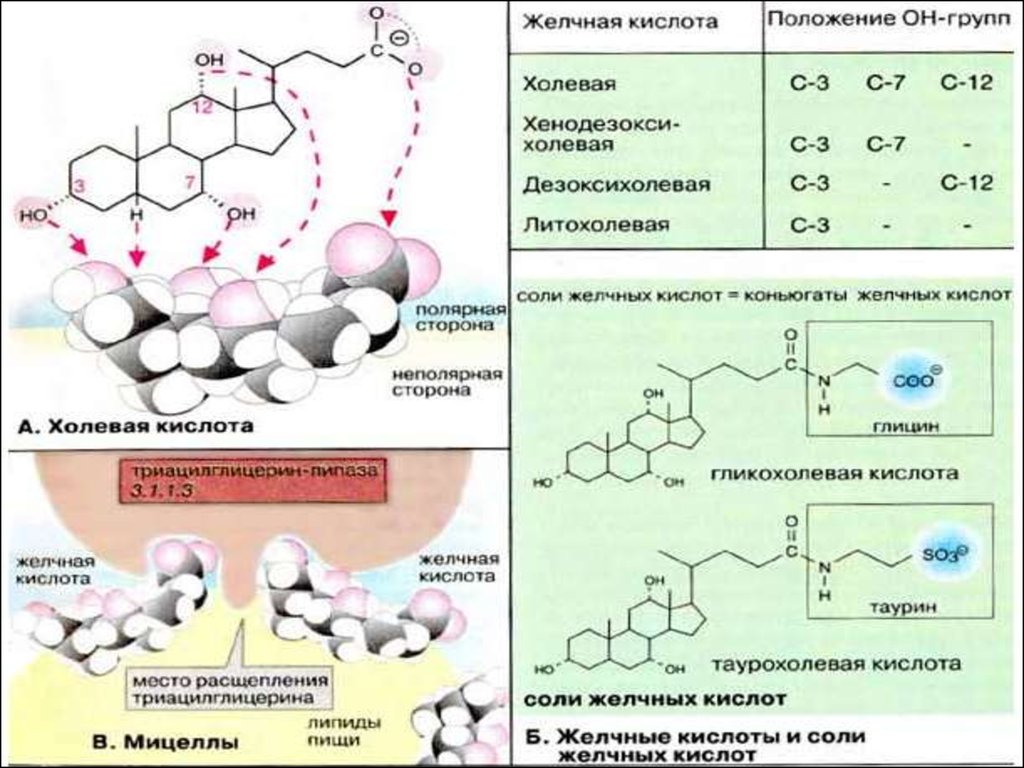 Желчных солей. Функции желчных кислот биохимия. Литохолевая желчная кислота. Желчные кислоты формулы. Соли желчных кислот.