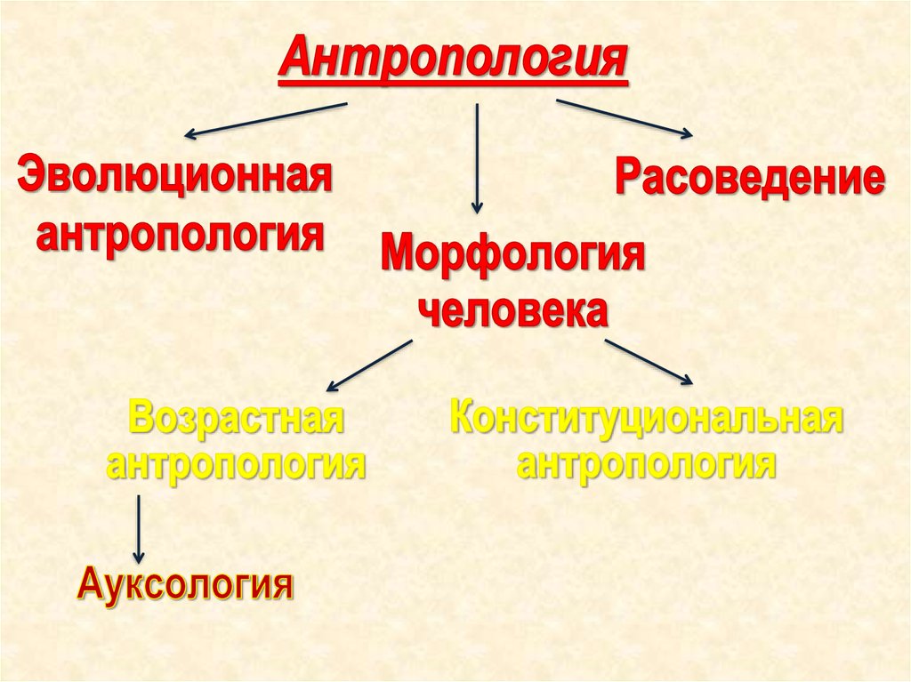 Антропология новое время. Антропология. Антропология презентация. Антропология нового времени. Физическая антропология.