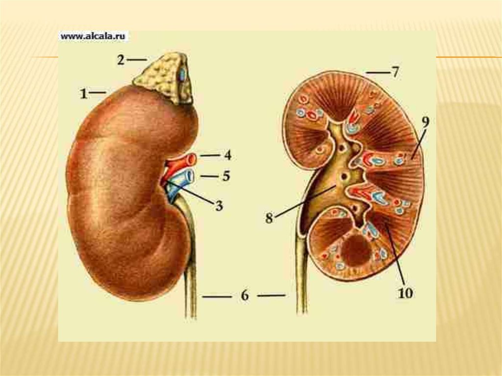 Почка человека строение картинка