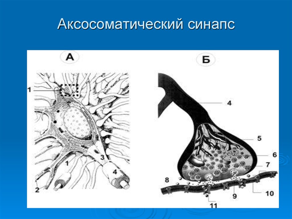 Аксосоматический синапс схема